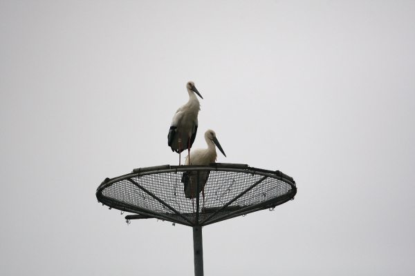 서산버드랜드 주변 무논습지에서 관찰된 황새 사진(왼쪽 D-11 개체)