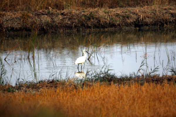 서산버드랜드 주변 무논습지에서 관찰된 노랑부리저어새