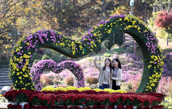 국화전시회 모습