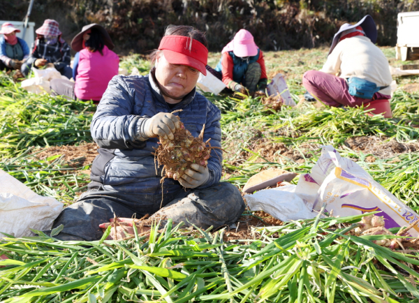 태안생강 수확 모습