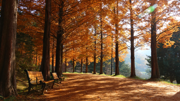 금강수목원 단풍