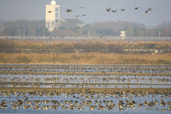 천수만 A지구(간월호)를 가득 메운 기러기들