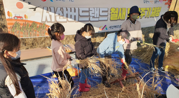 벼훑이를 이용해 벼를 탈곡하는 모습