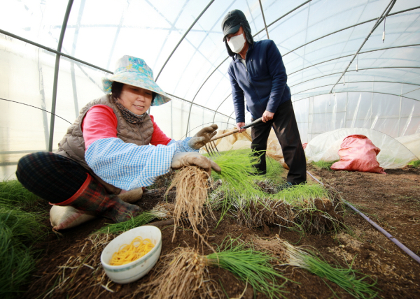 태안지역 농민이 달래를 수확하는 모습(올해 1월).