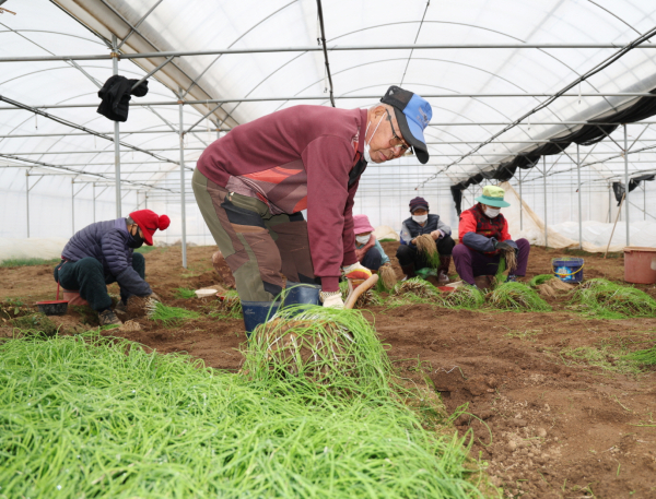 지난 12일 원북면 마산리에서 노인일자리 사업 참여자들이 달래를 수확하는 모습.