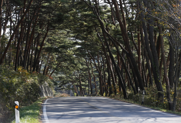 산림자원연구소 유치 총력(안면읍 정당리 안면송)