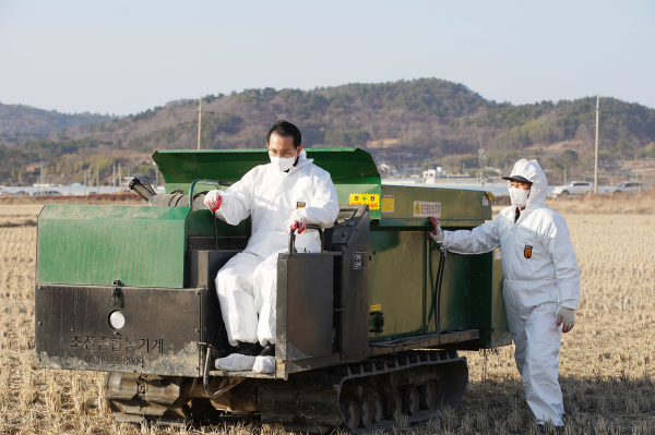 지난 11일 이완섭 서산시장이 흑두루미 도래지에 먹이를 제공하고 있다