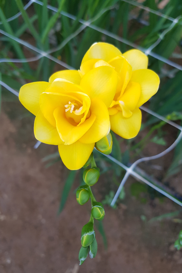 프리지아 골드문