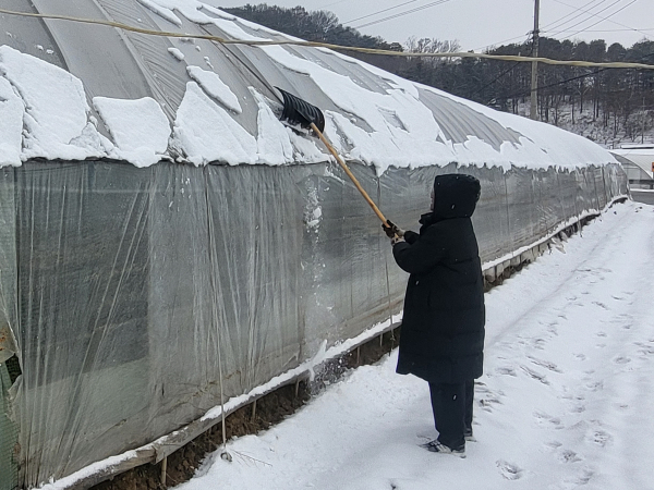 겨울철 농작물과 시설물 관리 (비닐하우스 위에 쌓인 눈 제거 모습)