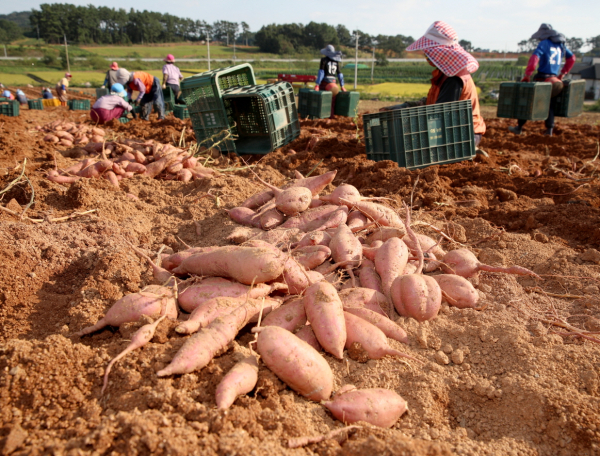 호박고구마 수확 모습(태안읍 장산리, 2020. 9. 22.).