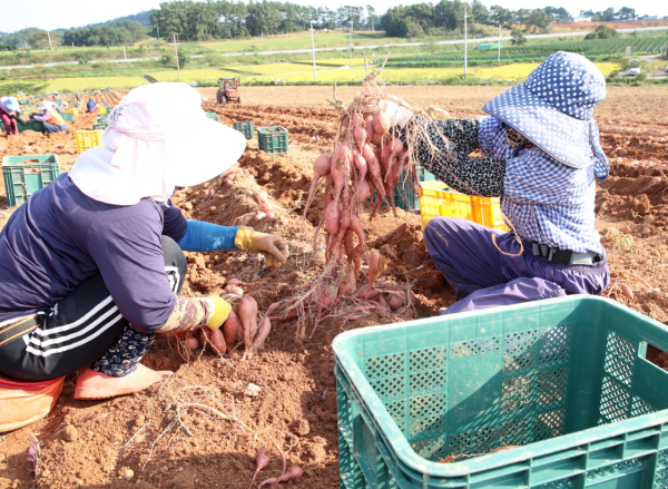 호박고구마 수확 모습(태안읍 장산리, 2020. 9. 22.).