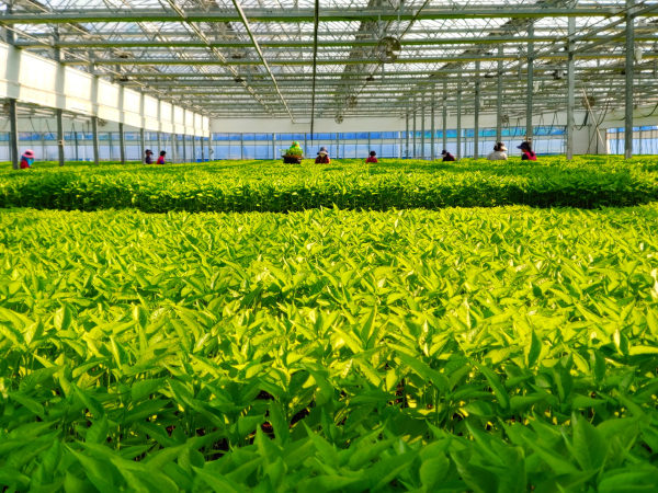 고품질 고추 모종 모습