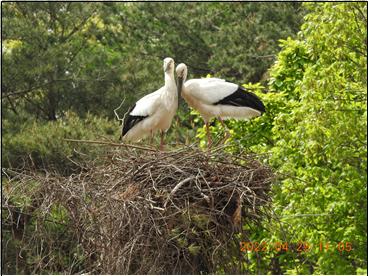 작년 예산군에서 탄생한 최초 국제 황새 커플.