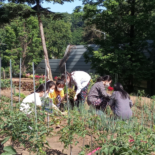 지난해 나눔텃밭을 분양받은 구민들이 키운 작물을 수확하고 있다.