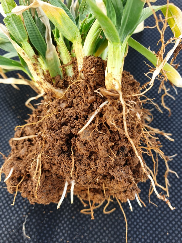 맥류(보리) 생육재생기