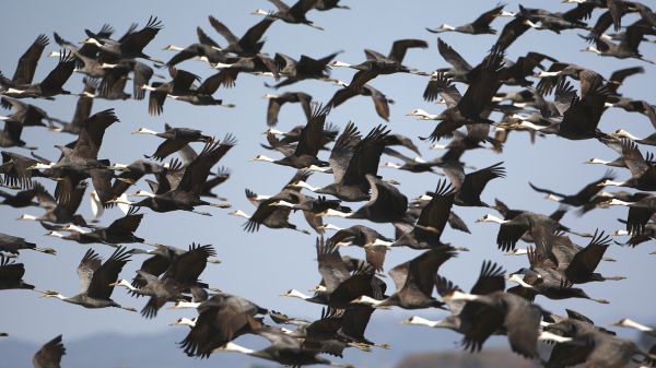지난 21일 서산시 고북면 천수만 간척지에서 확인된 흑두루미 무리