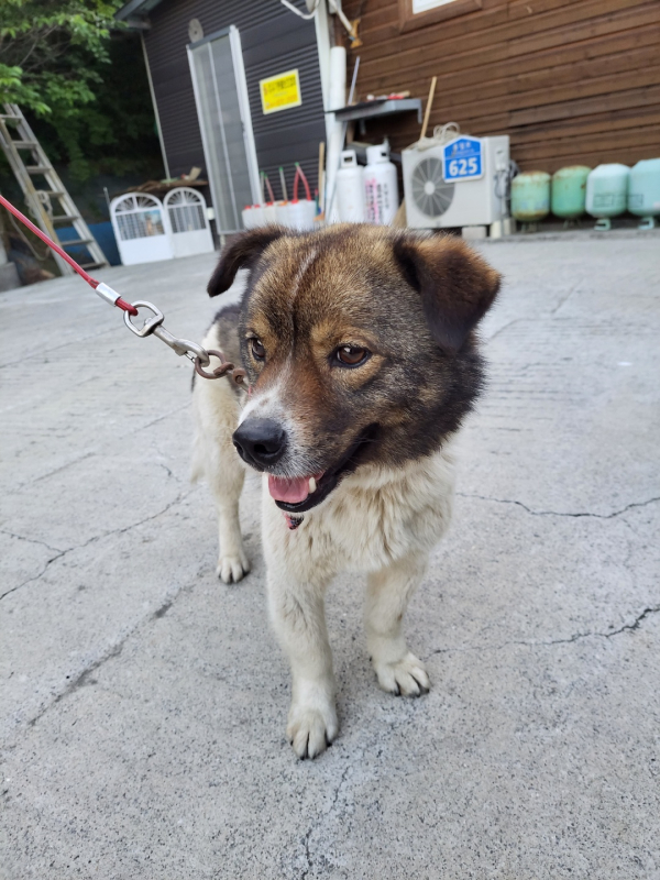 홍성군, 실외 사육견 중성화 수술비 최대 40만원 지원