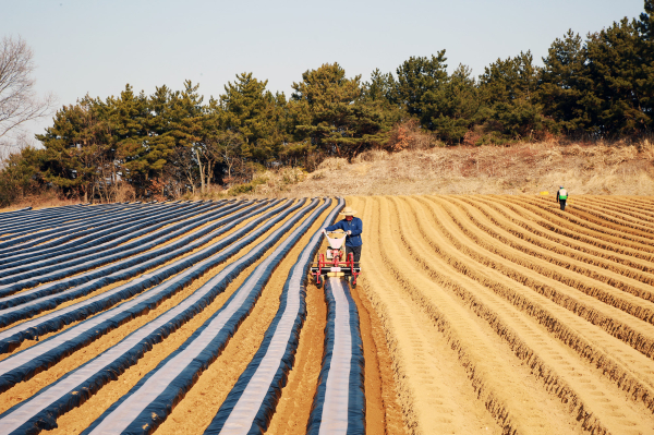 충남 서산시 팔봉면 농민들이 경칩을 앞두고 서산 특산물인 감자 파종 모습