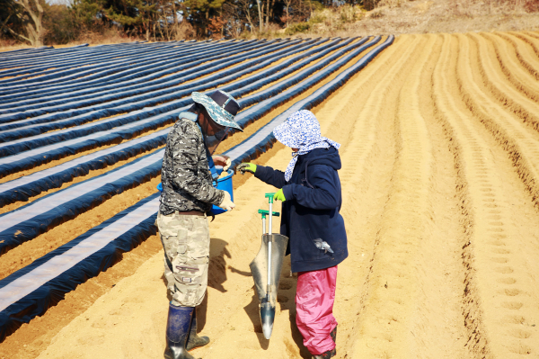 충남 서산시 팔봉면 농민들이 경칩을 앞두고 서산 특산물인 감자 파종 모습