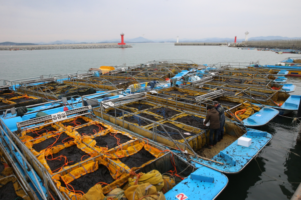 서천 김 양식장