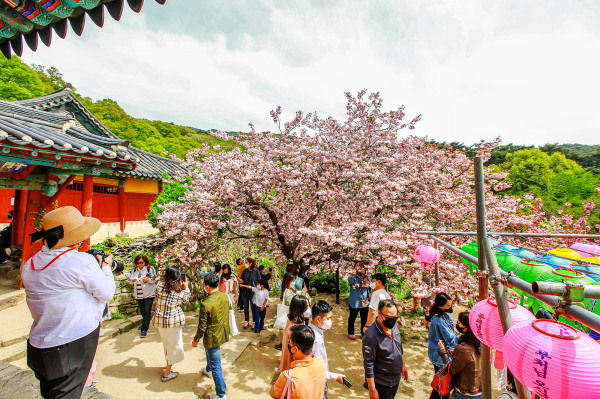 지난해 4월 관광객들이 개심사를 방문한 모습