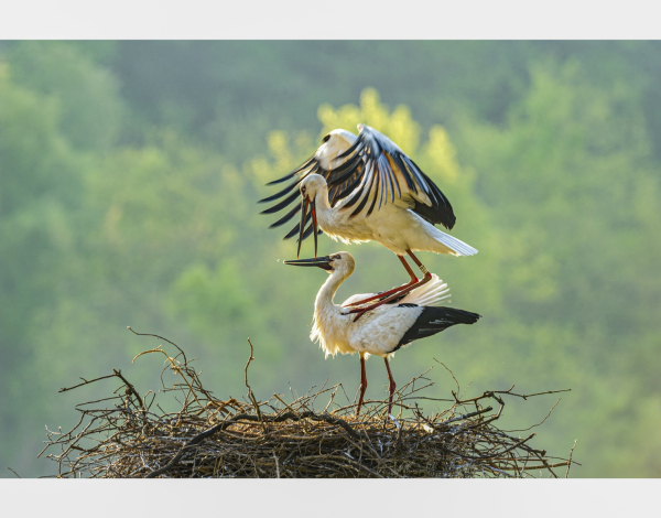 국내1호 국제커플 황새부부