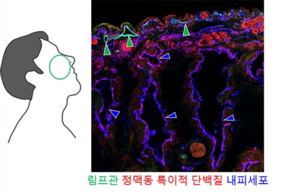 사람의 비강 내 혈관 및 림프관 구조