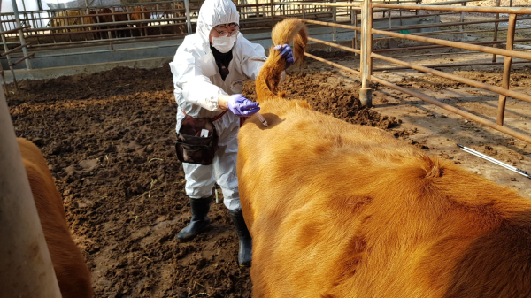 구제역 백신 접종 모습