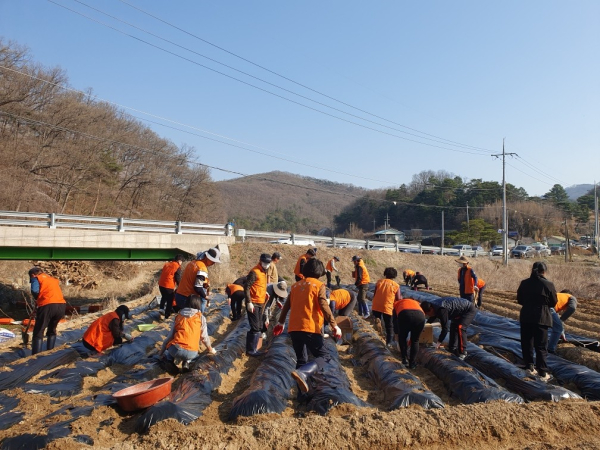 지난 2일 무수동 일원에서 진행한 ‘산성동 복지만두레 사랑의 감자심기’ 활동 모습