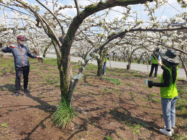 농촌일손돕기 봉사활동 모습