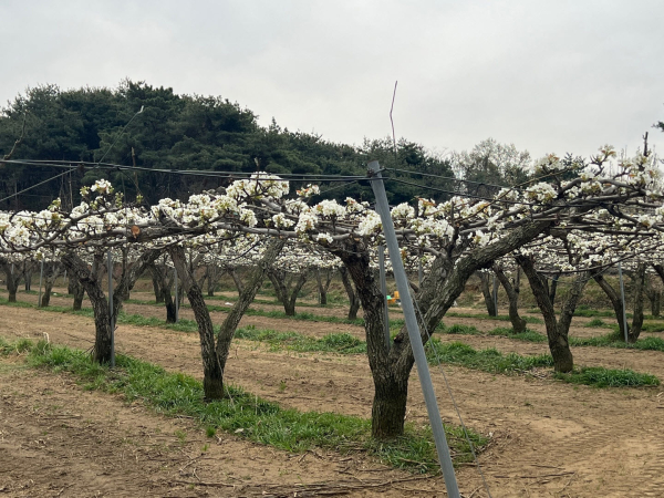 배꽃 만개과원