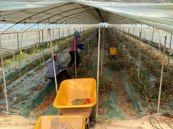 방울토마토 폐기 모습