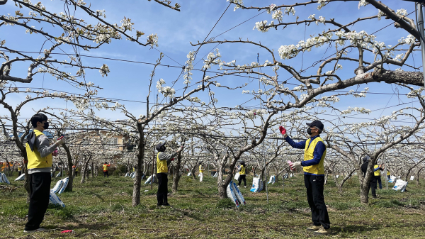 14일 고북면 일원에서 서산시 원스톱 허가과 직원들이 구슬땀을 흘리고 있다