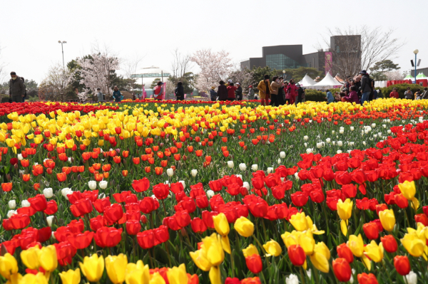코리아플라워파크 세계튤립꽃박람회 모습(2023. 4. 12.).