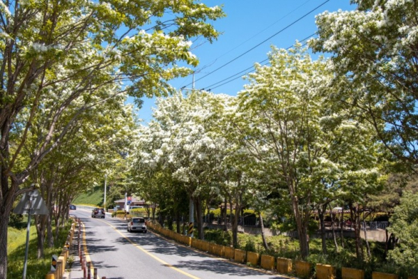 예당호 이팝나무 길