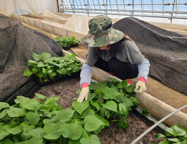 고구마 조직배양묘 재배 모습(2023. 4. 17.).