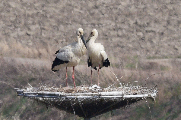 서산버드랜드 내 둥지에서 황새부부