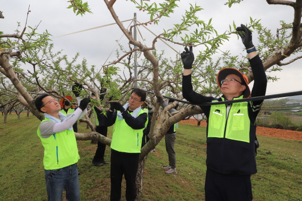 정철원 한국국토정보공사 대전세종충남지역본부장(오른쪽), 황기훈 충남세종농협 부본부장(왼쪽), 김동진 논산시지부장(가운데)이 논산시 소재 농가에서 복숭아 꽃 솎기 작업을 하고 있다.