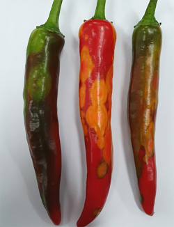 고추 바이러스 증상 사진