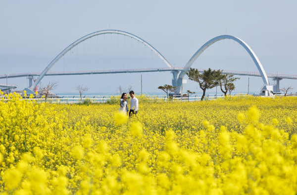 근흥면 유채꽃 만발(신진도리)