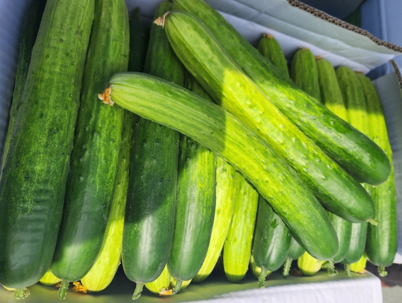 천안 오이/박동혁 기자