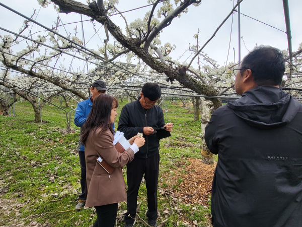 저온피해 과원 예찰