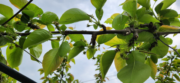 저온피해 입은 배나무
