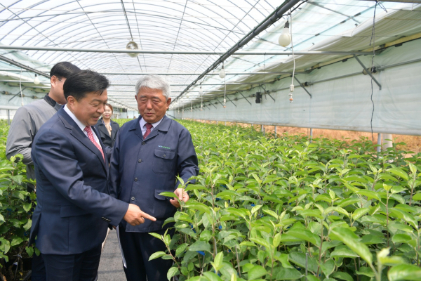 최재구 예산군수가 사과 엘리포트 묘목을 살펴보는 모습