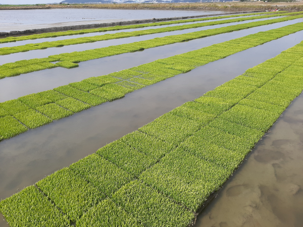 본답 육묘 및 하우스 육묘