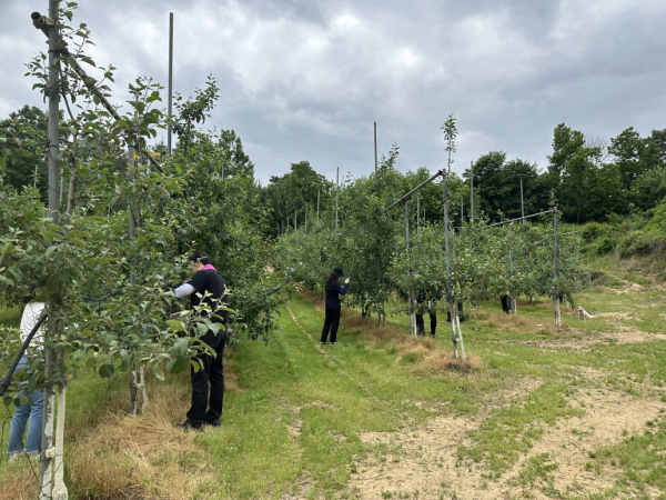 문화관광과 상반기 일손돕기 모습
