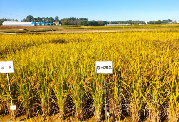충남도 농기원, 밥맛 좋은 다품