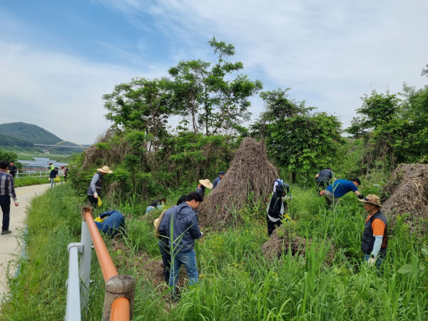 24일, 연동면 합강리 금강변에서 열린 가시박제거 정화 활동 진행