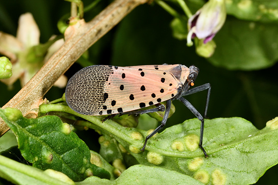 구기자 주홍날개꽃매미 성충
