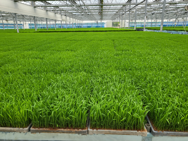 청양군다목적육묘장, 모내기철 벼 예비묘 2만상자 지원